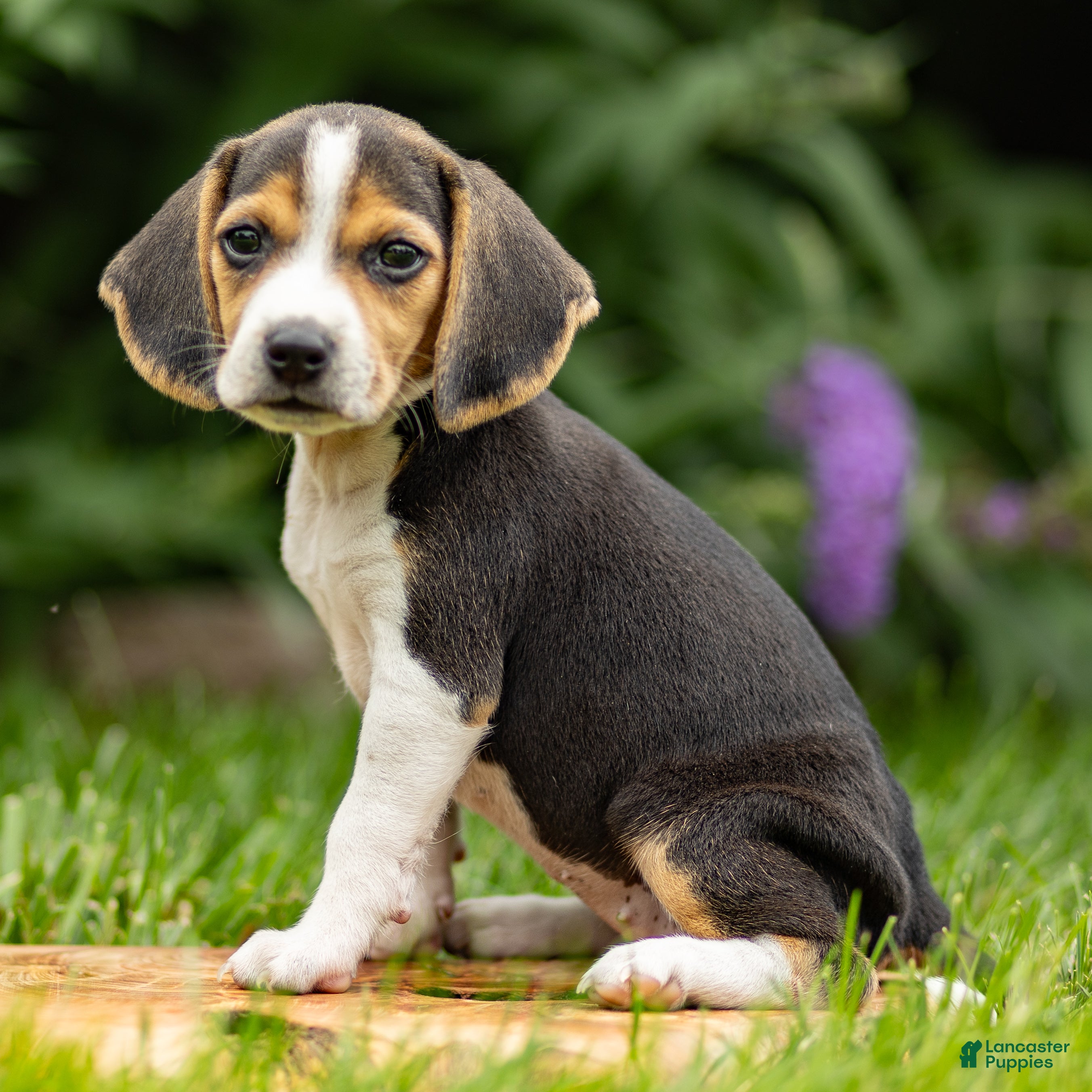 Beagle dogs Melody - Ad 2