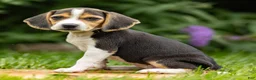 Beagle dogs for sale: Melody - Ad 2