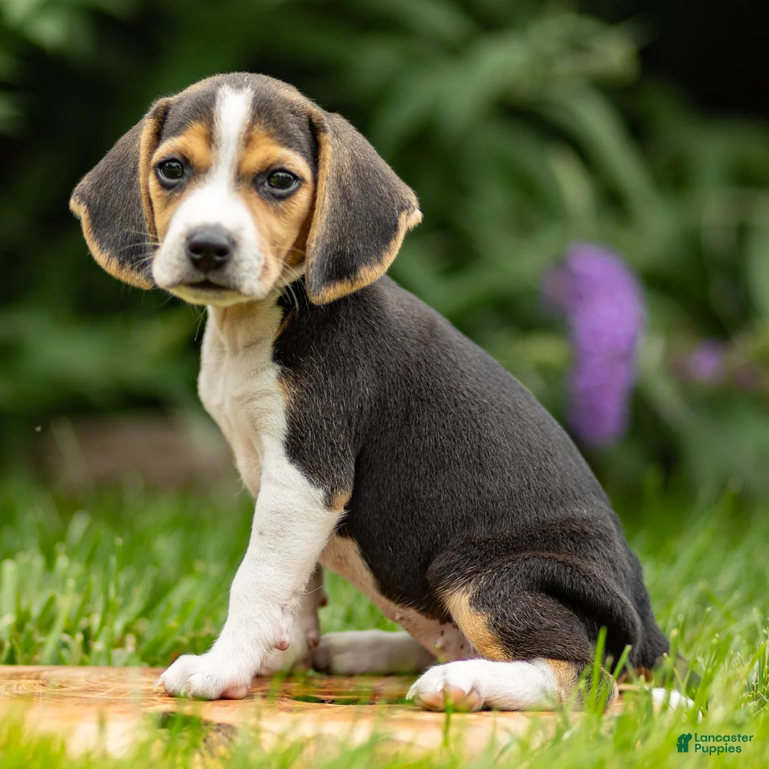 Beagle dogs for sale: Melody - Ad 2