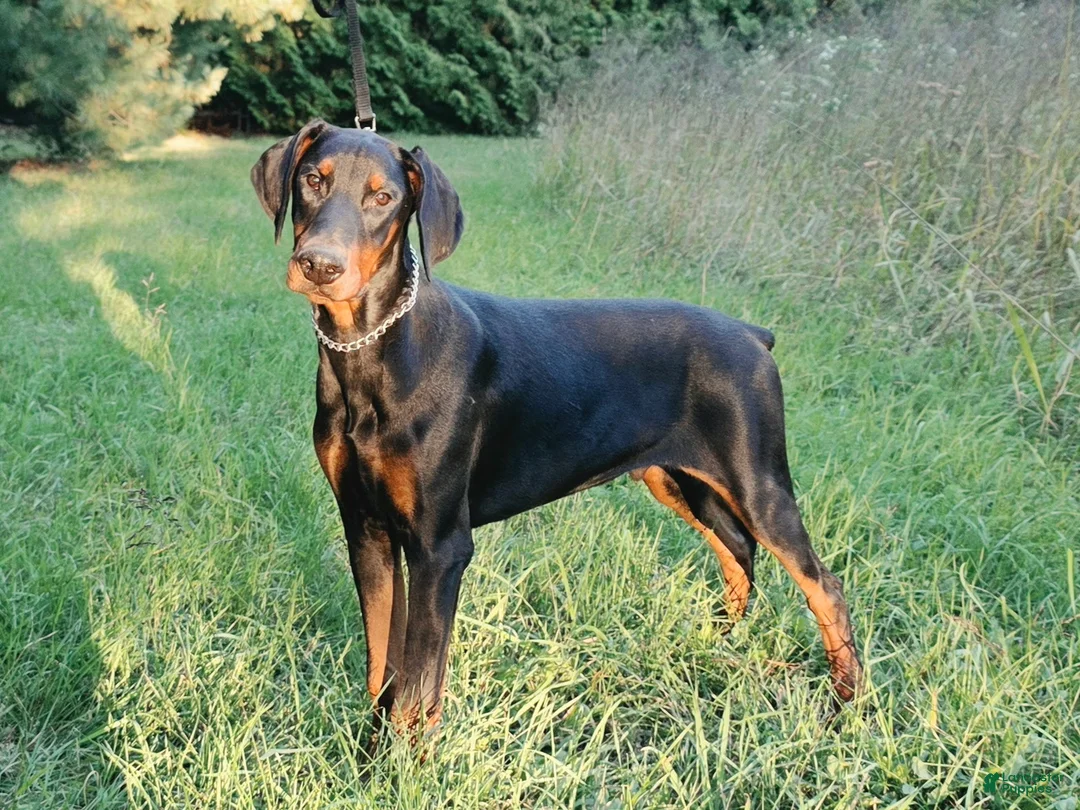Doberman Pinscher dogs for sale: Malcolm - Ad 1