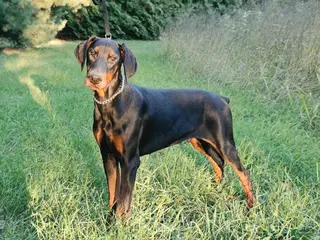 Doberman Pinscher dogs Malcolm - Ad 1