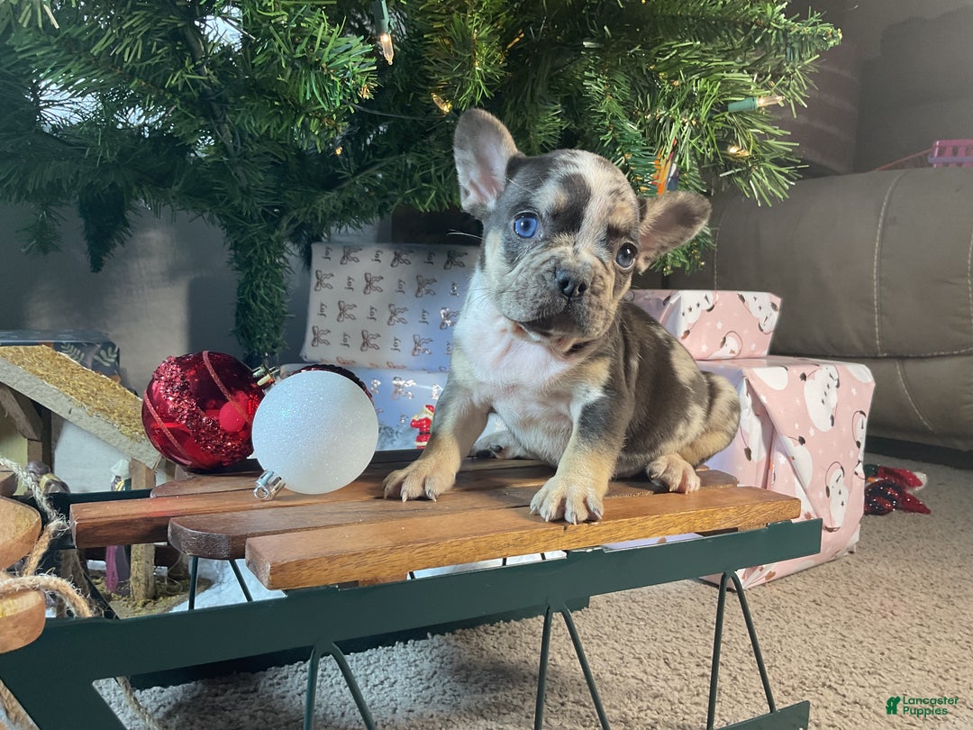 French Bulldog dogs for sale: MILLIE  - Ad 13