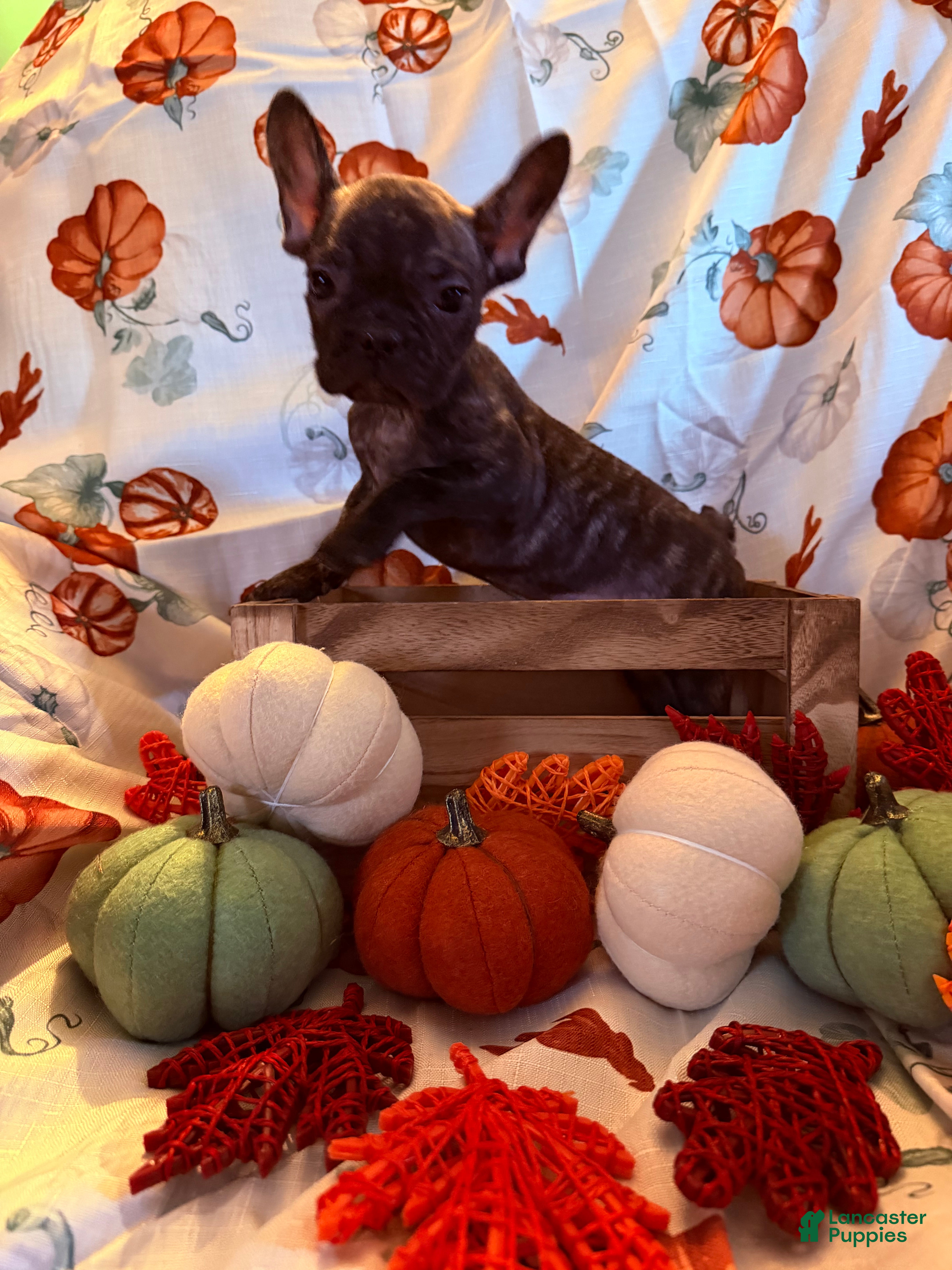 French Bulldog dogs for sale: Brindle Boy - Ad 23