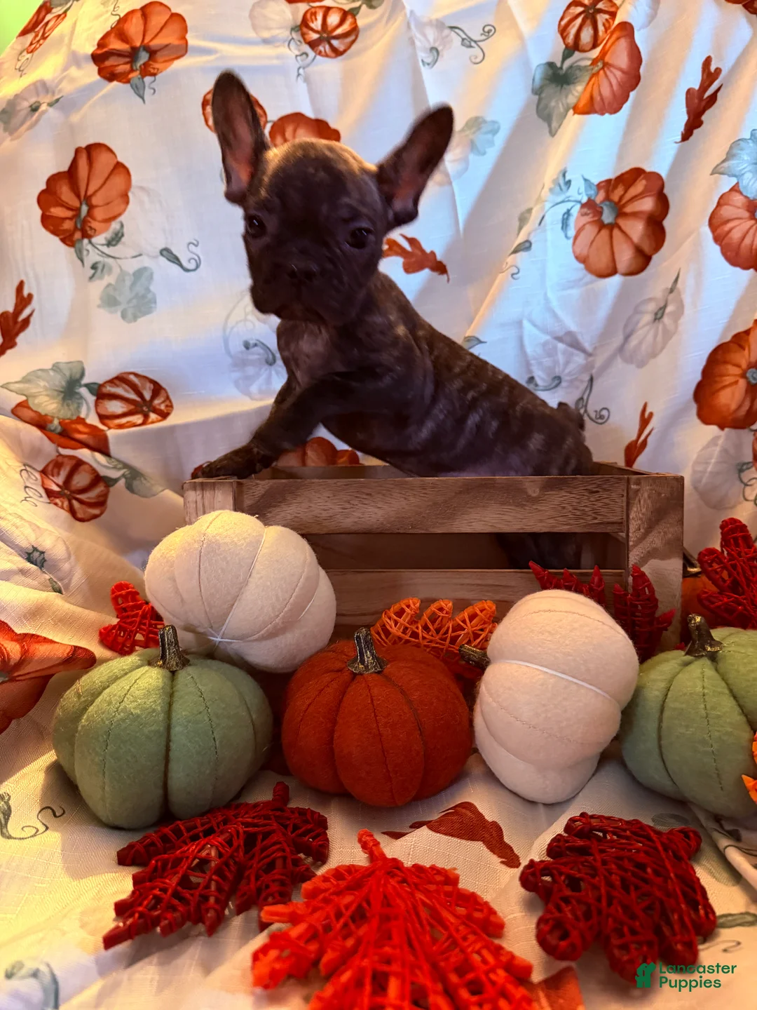 French Bulldog dogs for sale: Brindle Boy - Ad 1