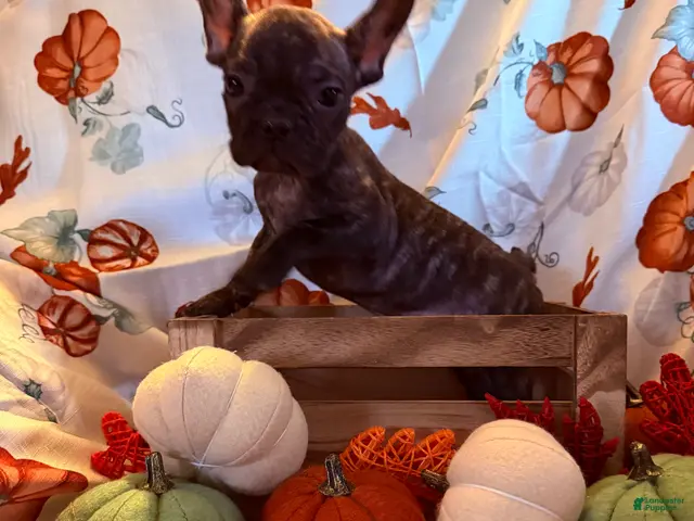 French Bulldog dogs for sale: Brindle Boy - Ad 23