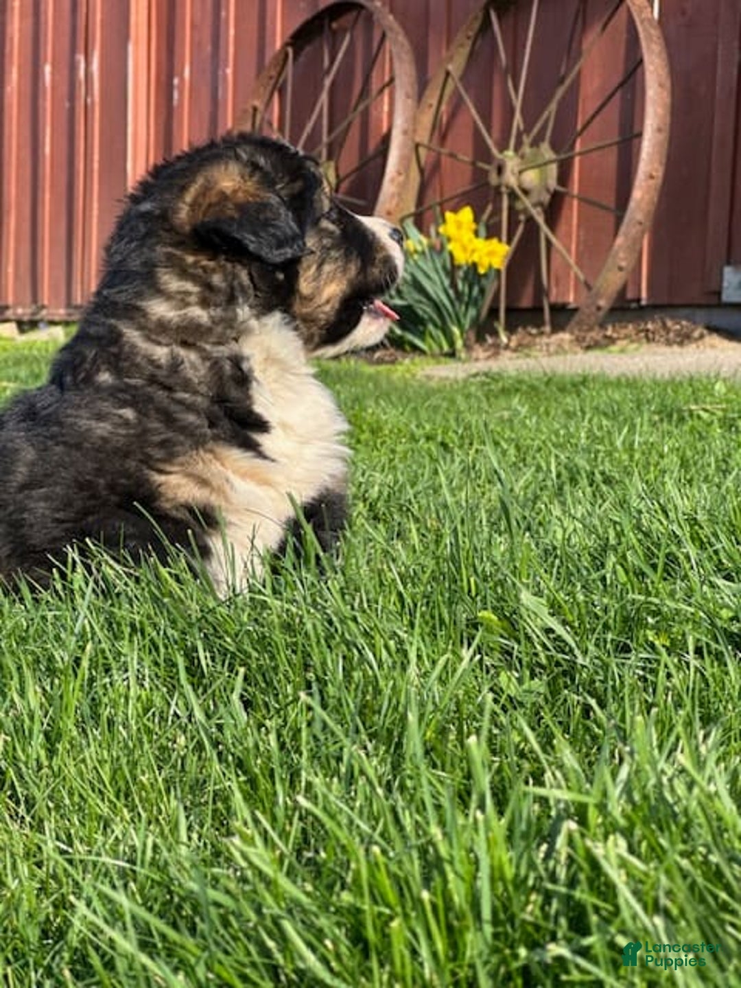 Gallery Image {{count}}