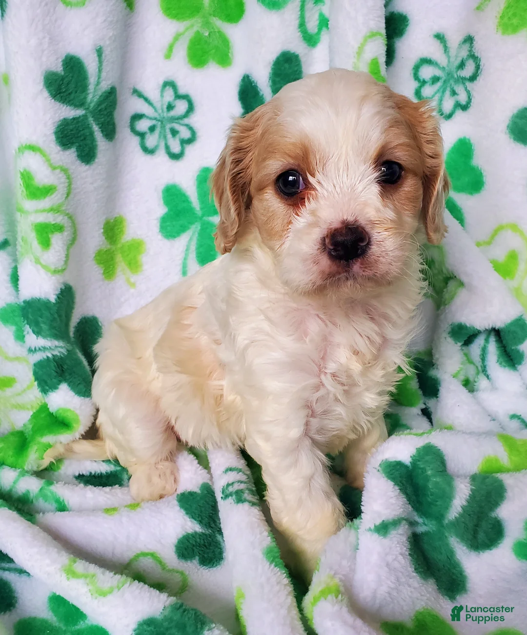 Cavapoo dogs for sale: Ava - Ad 2