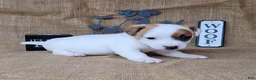 Jack Russell Terrier dogs for sale: NASH purebred CKC Registered  - Ad 5