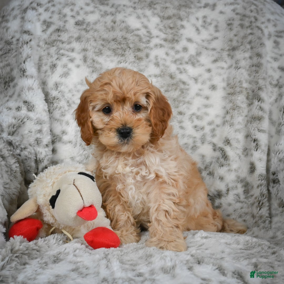 Cavapoo dogs for sale: Shaggy - Ad 3
