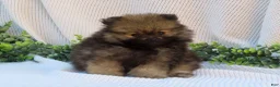 Pomeranian dogs for sale: Polly 🐾🌸 - Ad 13