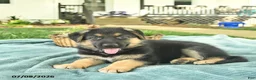 German Shepherd dogs for sale: Israel  - Ad 4