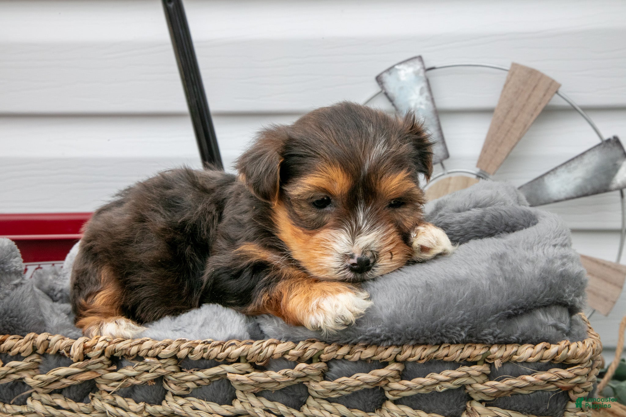 Yorkiepoo dogs Tally - Ad 2