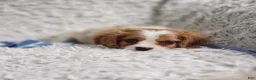 Cavalier King Charles Spaniel dogs for sale: Cavalier King Charles Spaniel 1 - Ad 3