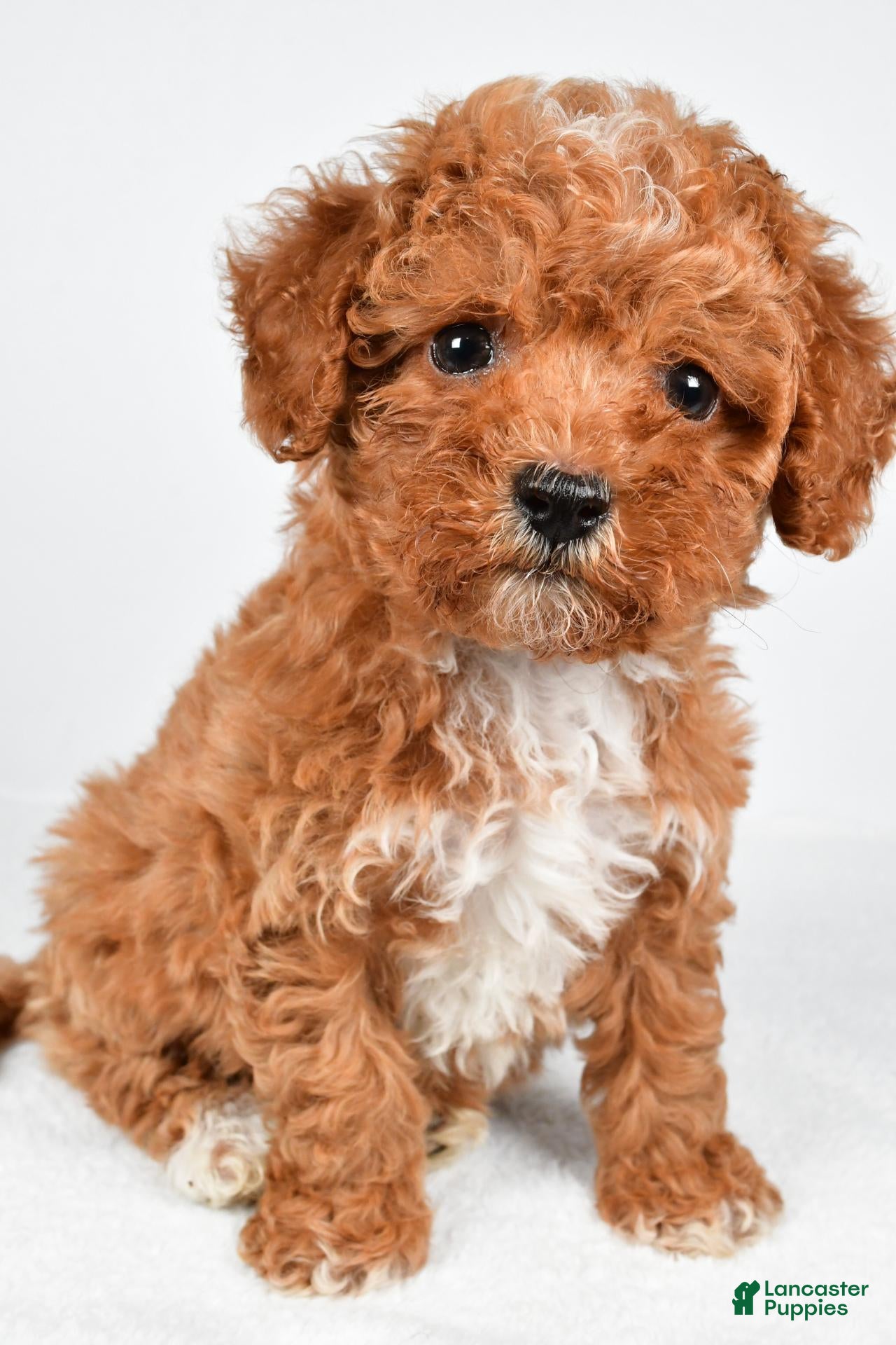 Maltipoo dogs Sammy - Ad 1