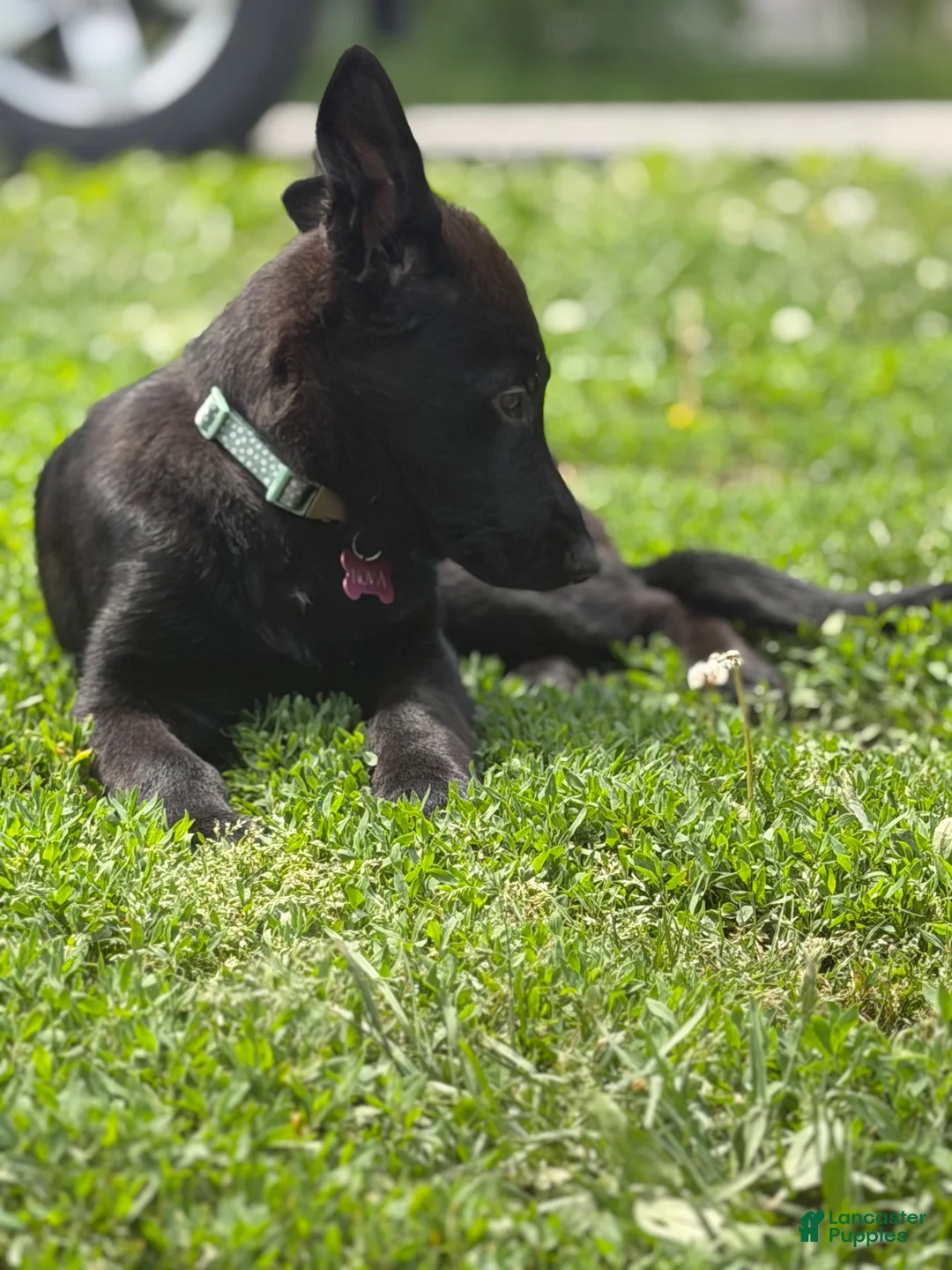 German Shepherd dogs for sale: Nova - Ad 6