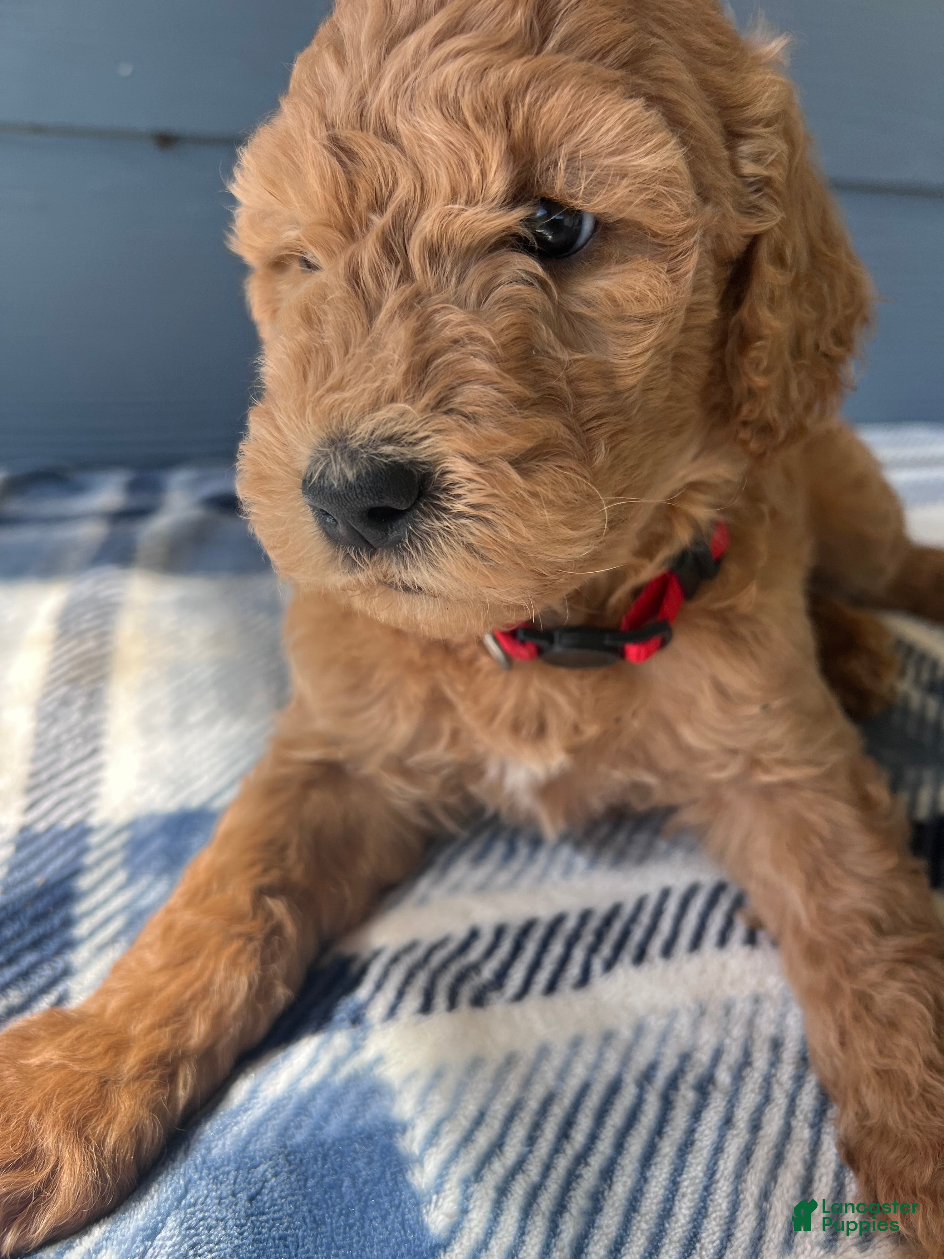 Goldendoodle dogs for sale: The Sweet Teddy Bear - Ad 2