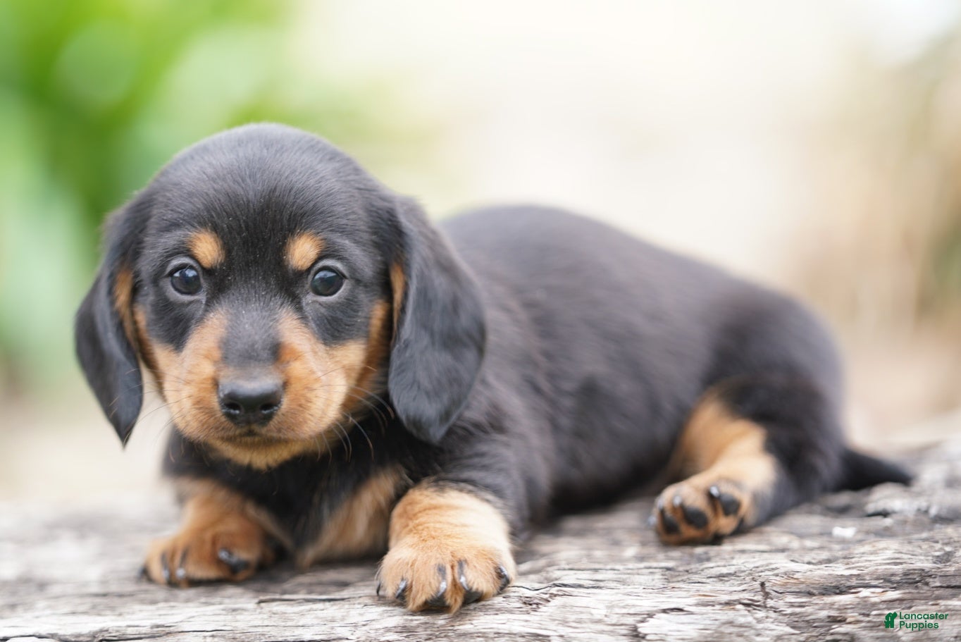 Miniature Dachshund dogs Shelton - Ad 1