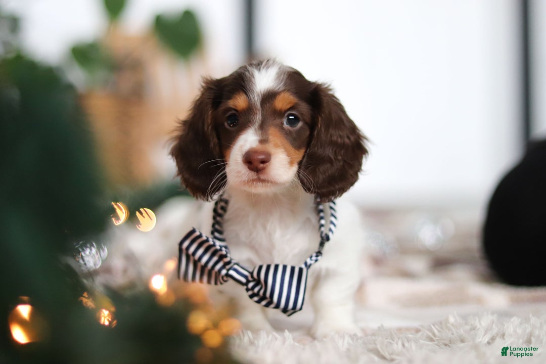 Miniature Dachshund dogs for sale: Charlie - Ad 10