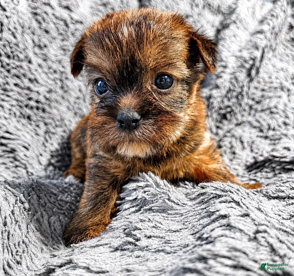 Shorkie dogs Shorkie 5 - Ad 24