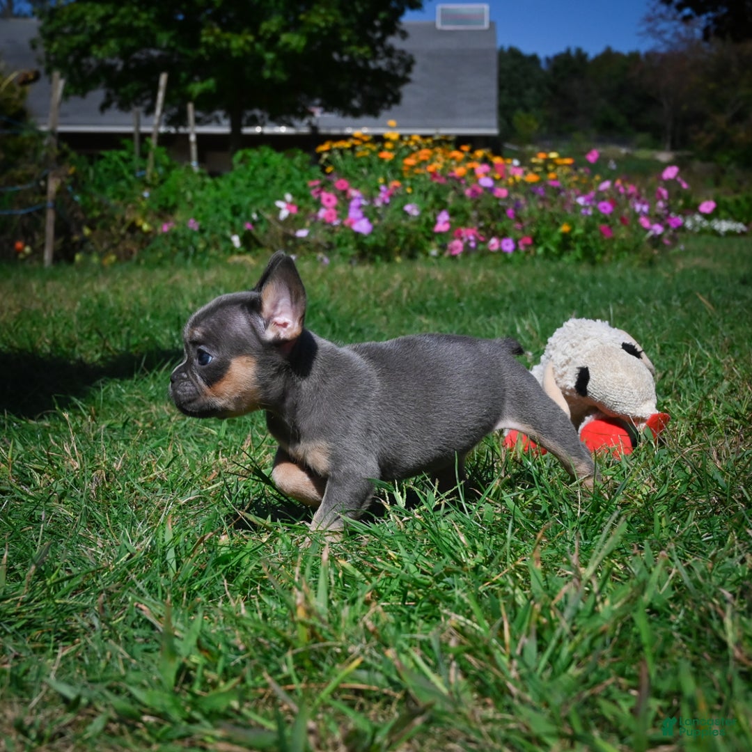 French Bulldog dogs for sale: Carrissa - Ad 11