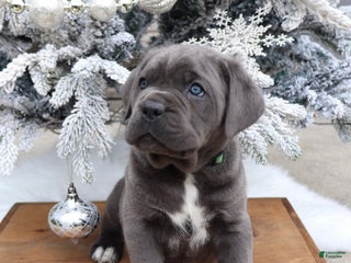 Cane Corso dogs Cane Corso Puppy 1 - Ad 26