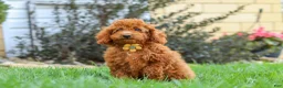Miniature Poodle dogs for sale: Blake - Ad 5