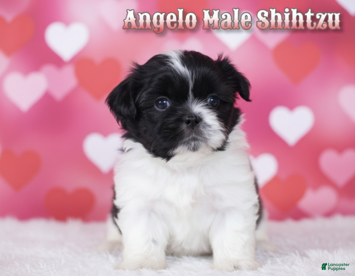 Shih Tzu dogs Angelo - Ad 2