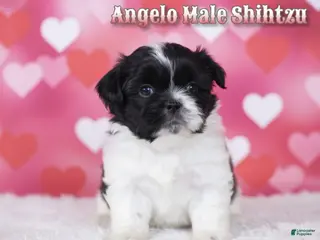 Shih Tzu dogs Angelo - Ad 2