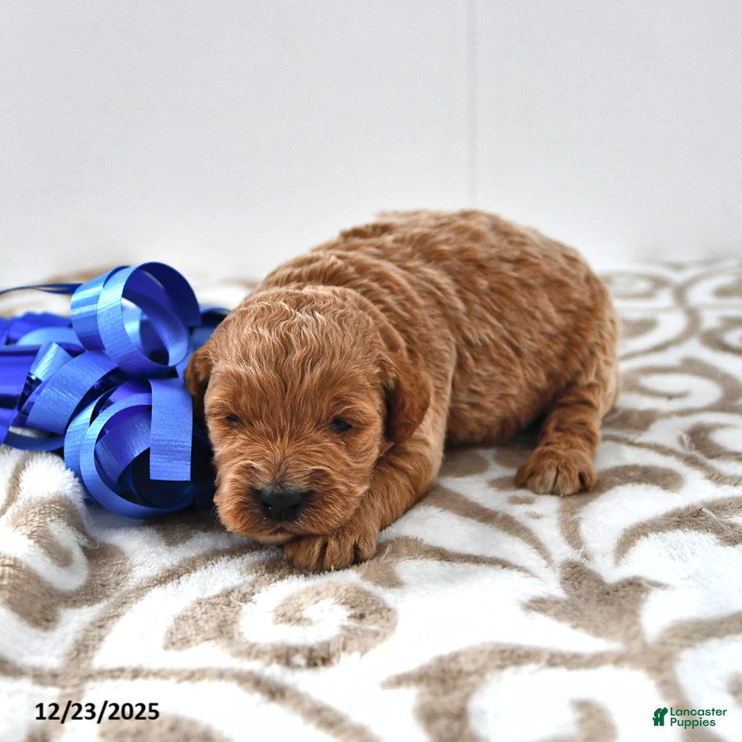 Mini Goldendoodle dogs for sale: Oreo - Ad 8