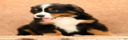 Bernese Mountain Dog dogs for sale: Flower - Ad 8