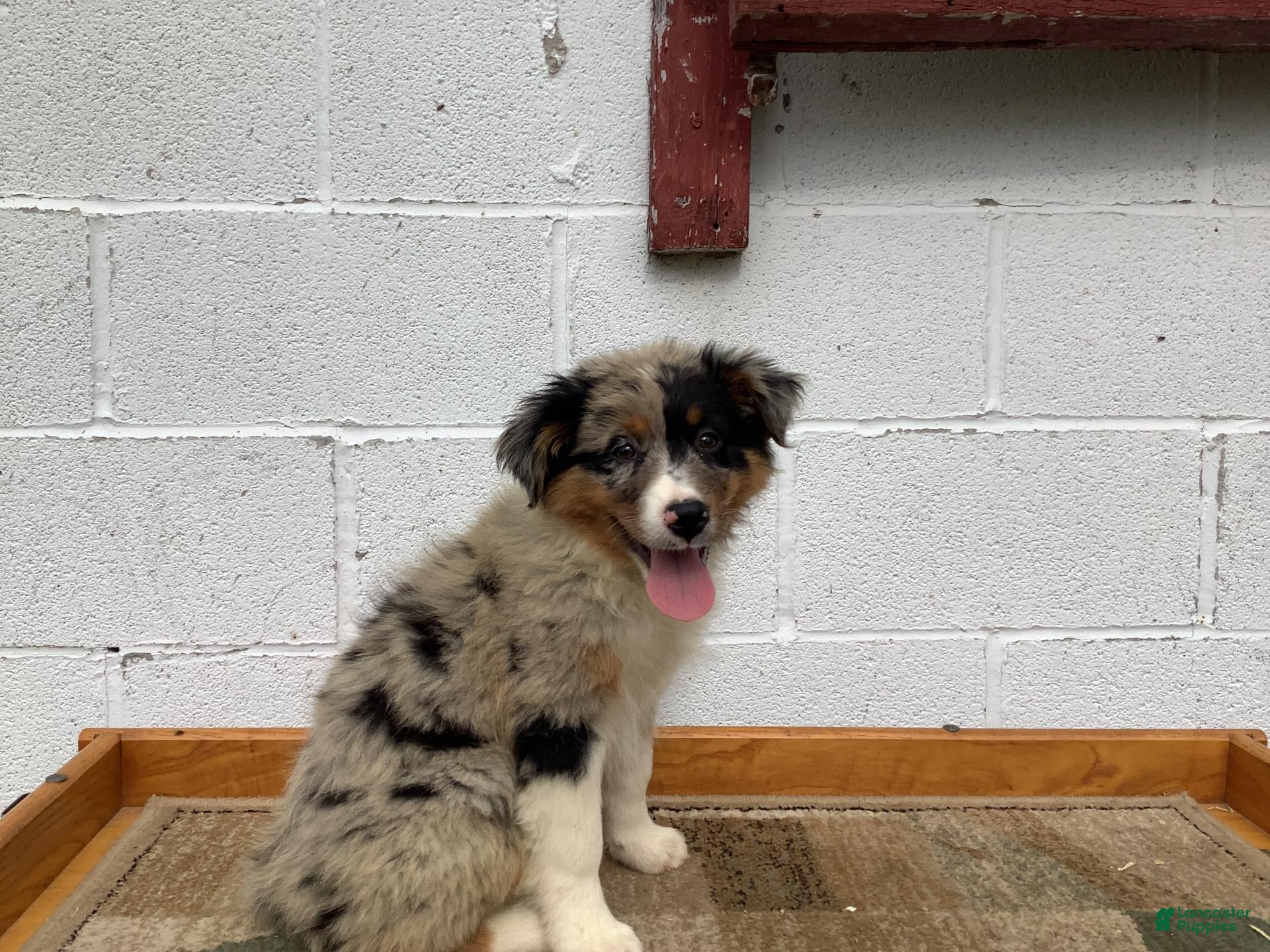 Australian Shepherd dogs Buttercup - Ad 2