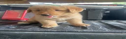 Golden Retriever dogs for sale: Golden Retriever 3 - Ad 30