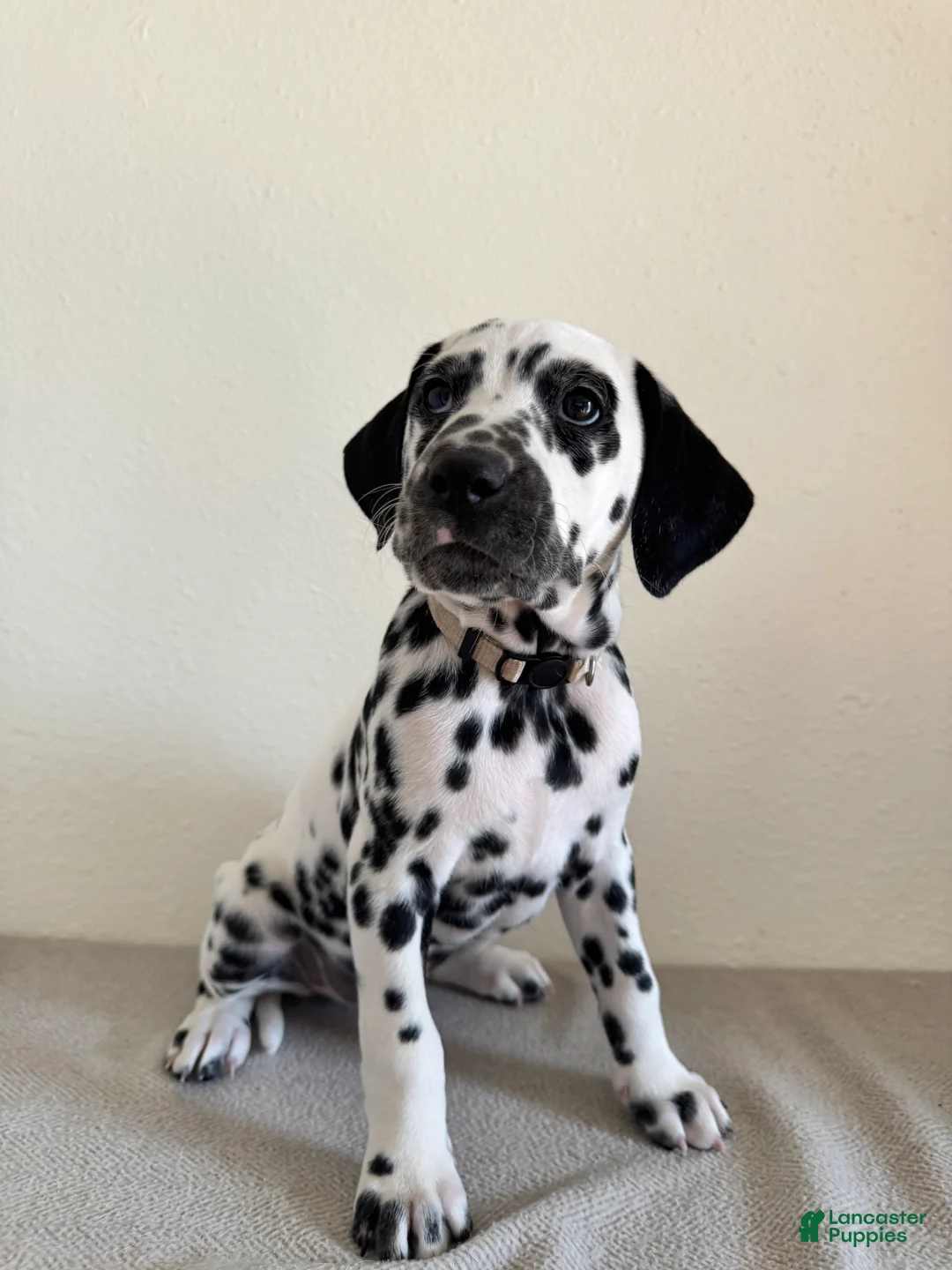 Dalmatian dogs for sale: Dalmatian Puppy 4 - Ad 2
