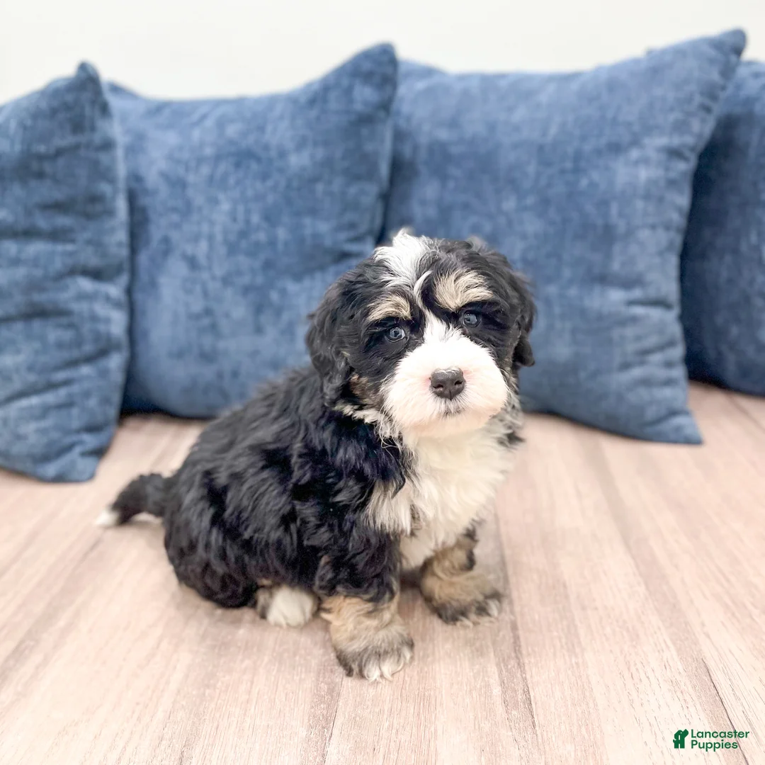 Mini Bernedoodle dogs for sale: Hunter - Ad 3