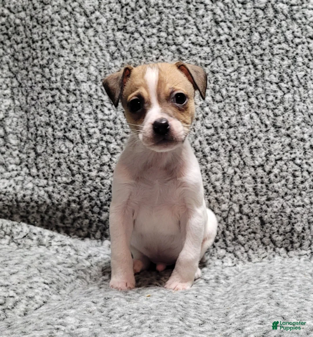 Jack Russell Terrier dogs for sale: Westfork's TORQ - Ad 7