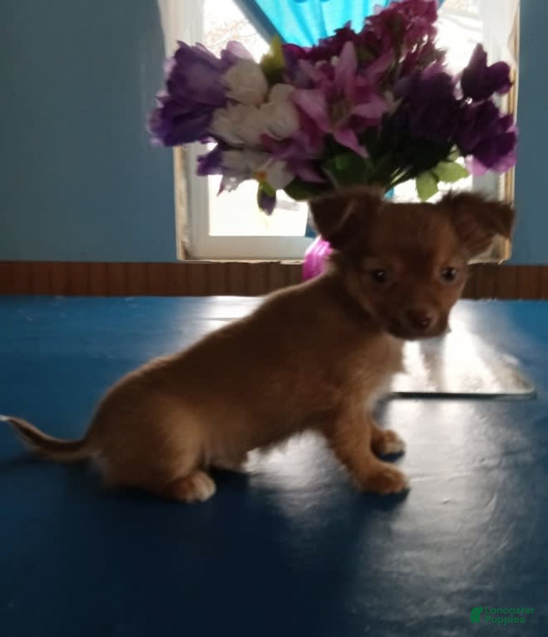 Gallery Image {{count}}