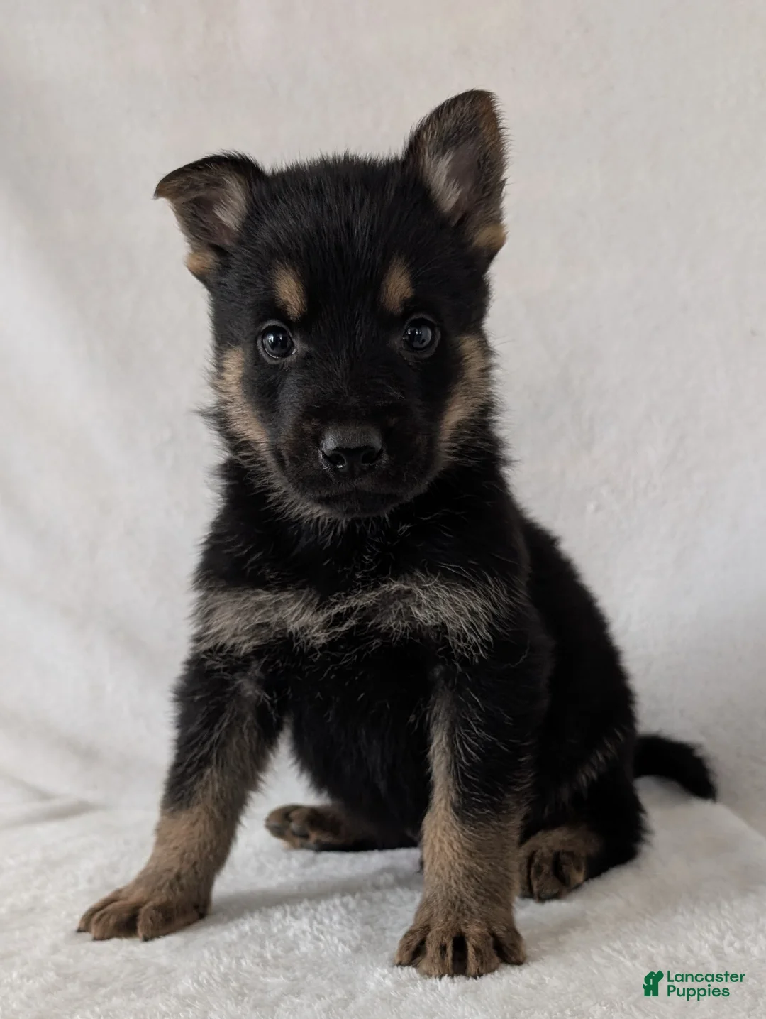 German Shepherd dogs for sale: Ryder  - Ad 6