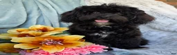 Shihpoo dogs for sale: Bella Dawn - Ad 1