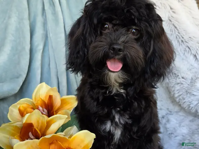 Shihpoo dogs Bella Dawn - Ad 1