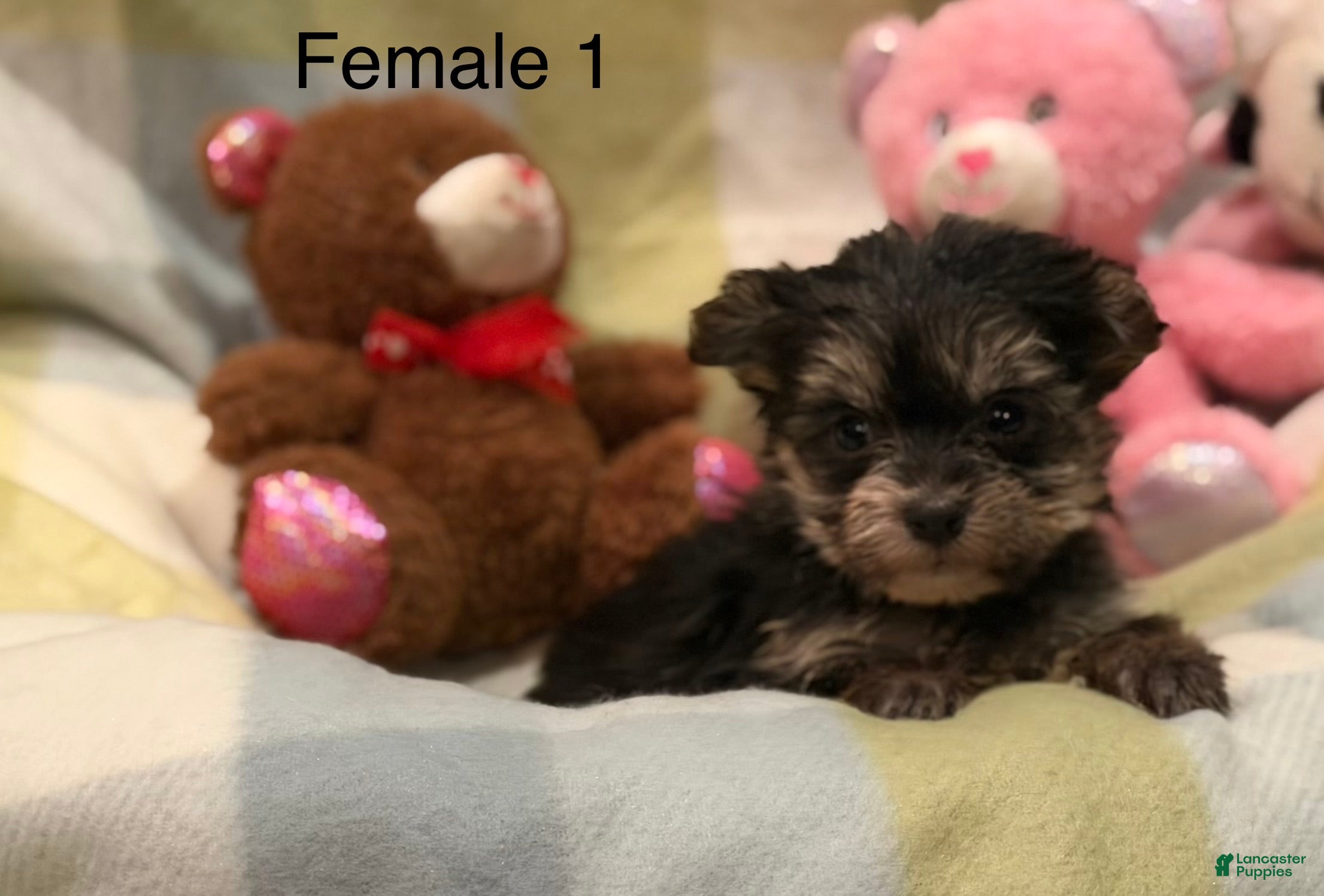 Morkie dogs Morkie Ava - Ad 1