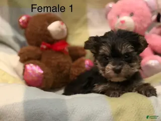 Morkie dogs for sale: Morkie Ava - Ad 1