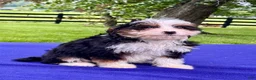 Bernedoodle dogs for sale: Noah - Ad 3