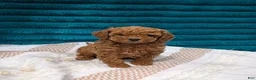 Toy Poodle dogs for sale: Vinny - Ad 1