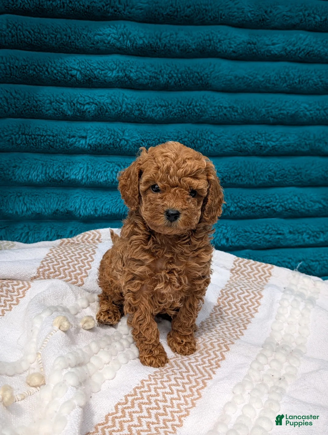 Toy Poodle dogs for sale: Vinny - Ad 1