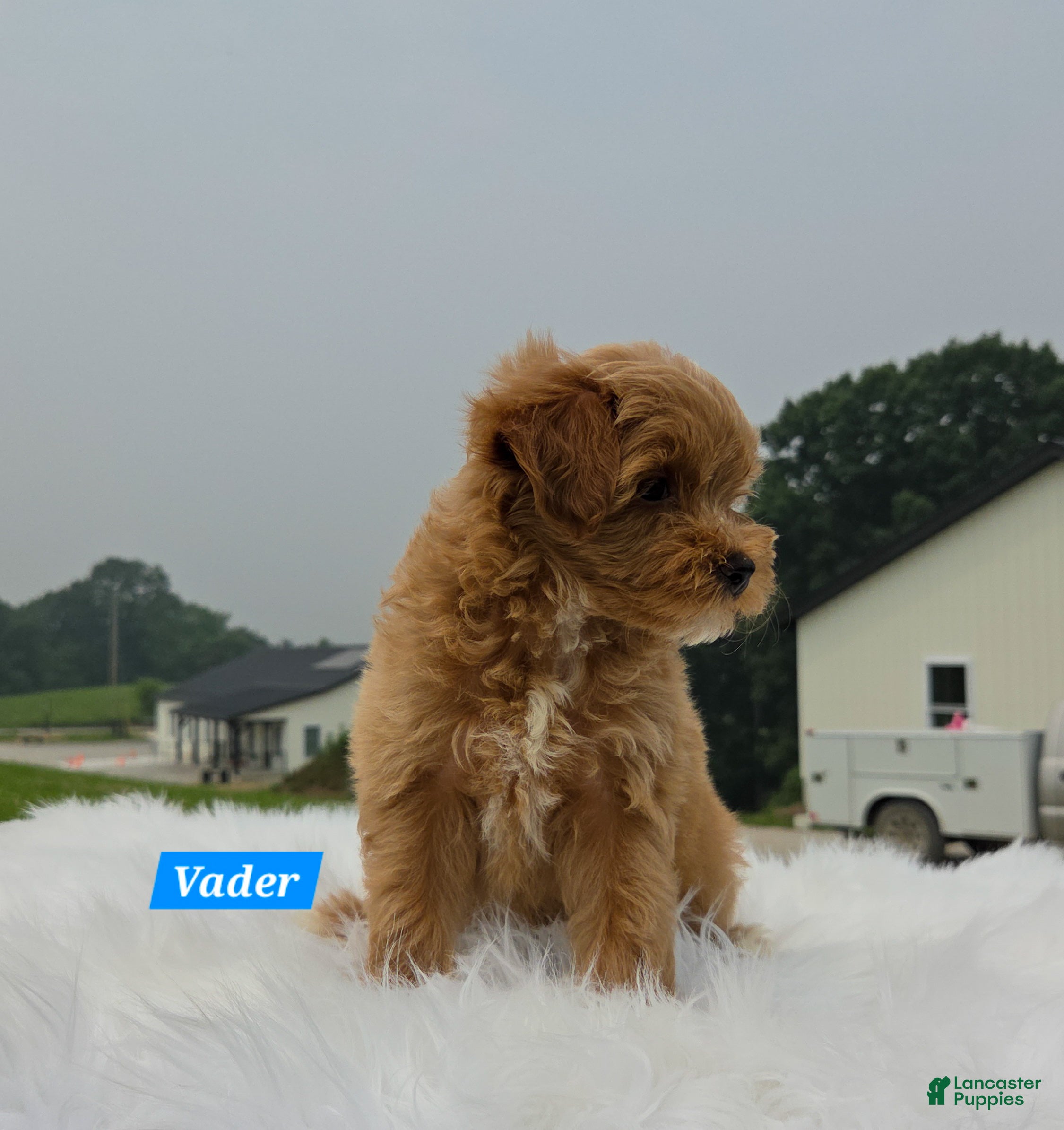 Maltipoo dogs Vader - Ad 2