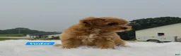 Maltipoo dogs for sale: Vader - Ad 6