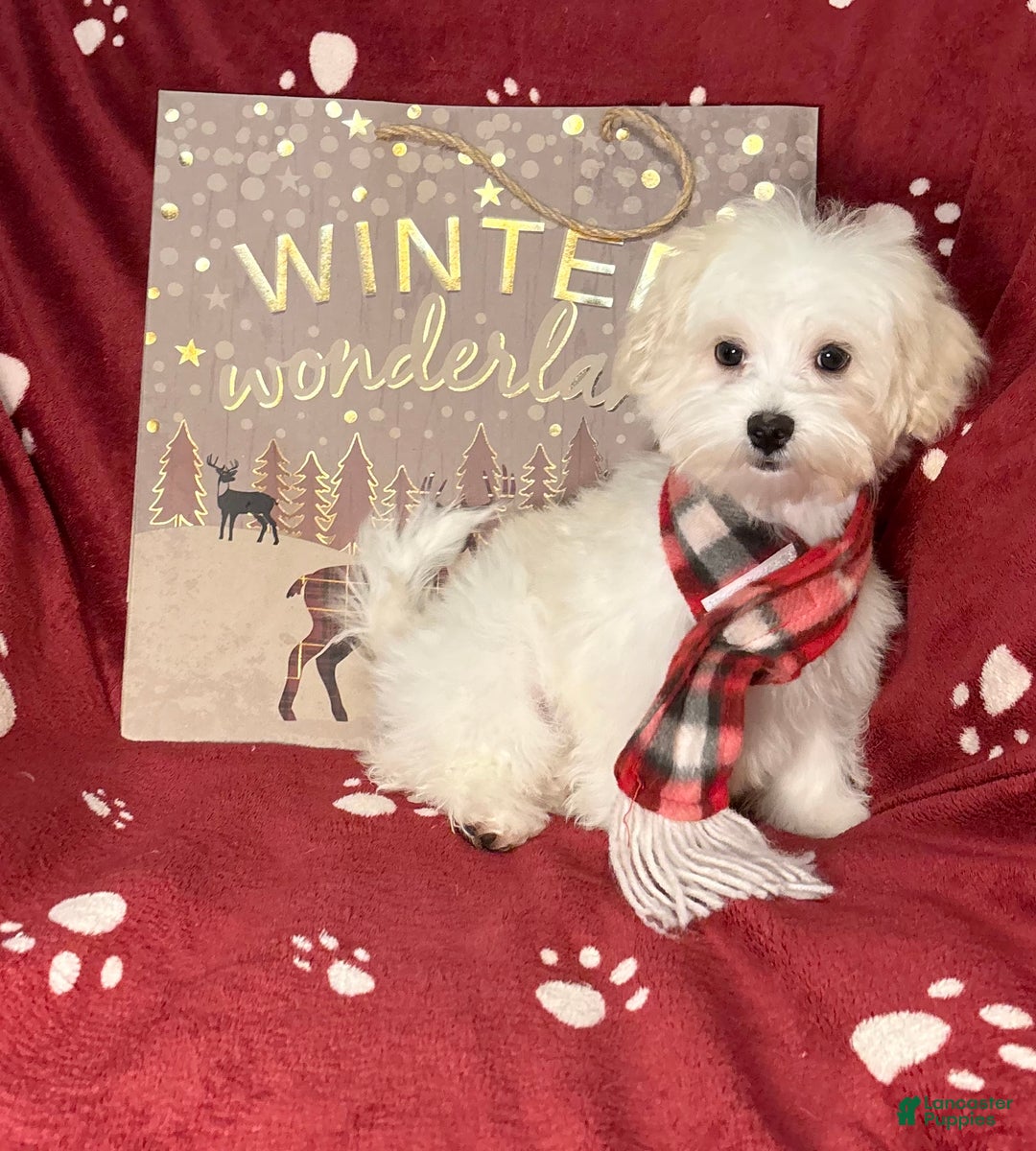 Maltese dogs for sale: Little man  - Ad 2