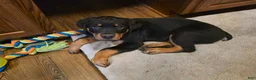 Rottweiler dogs for sale: Brown  - Ad 14