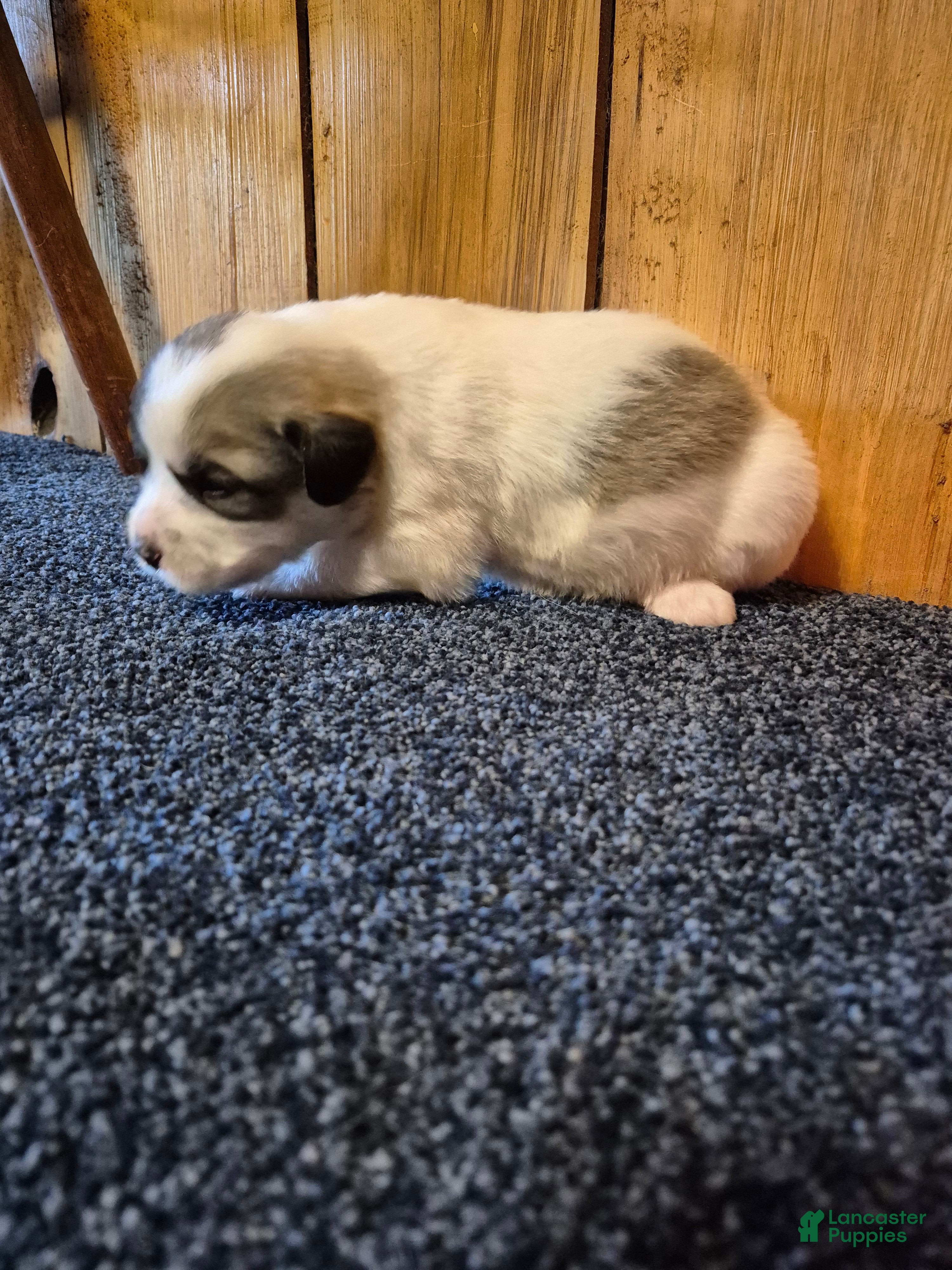 Great Pyrenees dogs Great Pyrenees Puppy 5 - Ad 1