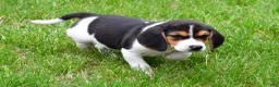 Beagle dogs for sale: Banjo - Ad 9